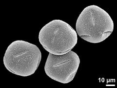 dry pollen grains