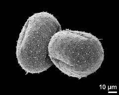 dry pollen grains