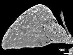 pollinium