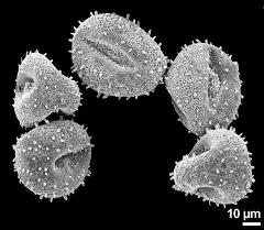 dry pollen grains