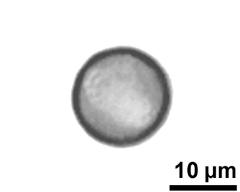 optical section