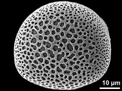 polar proximal view