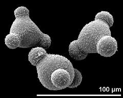 hydrated pollen grains