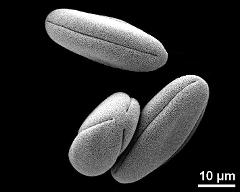 dry pollen grains