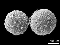 hydrated pollen grains