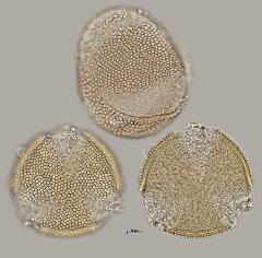 hydrated pollen