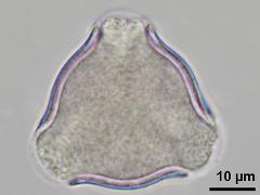 hydrated pollen,polar view