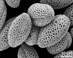 dry pollen grains