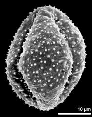 dry pollen grain in equatorial view