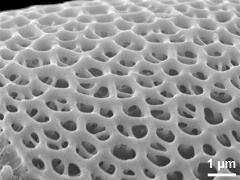 exine surface