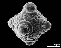 hydrated pollen grain