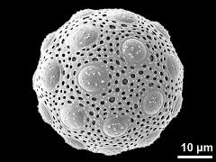 hydrated pollen grain