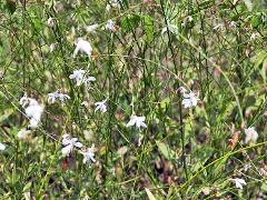 habitus,flower(s)