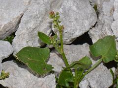 habitus