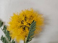 flower(s)