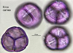 hydrated pollen