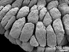 massulae (forming pollinium)