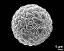 hydrated pollen grain