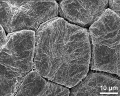 hydrated tetrads (in massula)