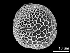 polar proximal view