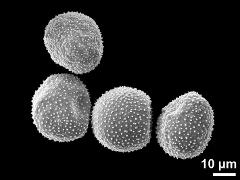 dry pollen grains