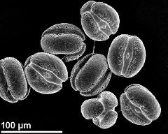 dry pollen grains