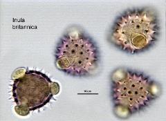 hydrated pollen