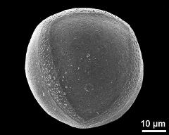 hydrated pollen grain