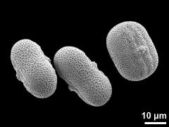 hydrated pollen grains