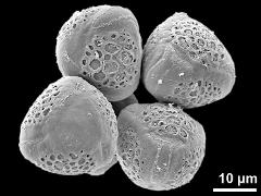 hydrated pollen grains