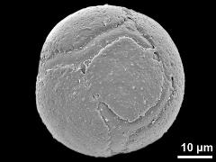 hydrated pollen grain