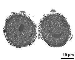 cross section of pollen grains