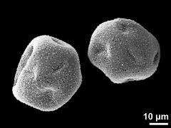 dry pollen grains