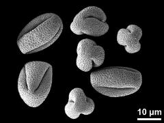 dry pollen grains