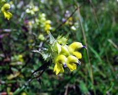 flowers of Rhinanthus serotinus