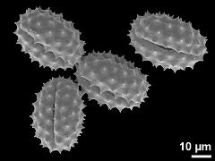 dry pollen