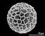 hydrated pollen grain