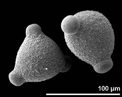 hydrated pollen grains