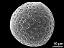 hydrated pollen grain