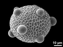 hydrated pollen grain