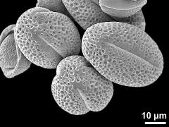 dry pollen grains