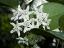 flowers of Hoya australis
