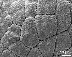 hydrated tetrads (forming massula)