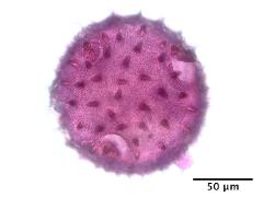 hydrated pollen