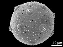 hydrated pollen grain