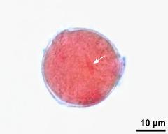 pollen grain with generative cell (arrow)