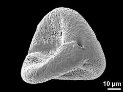 dry pollen grain