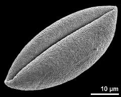 dry pollen grain