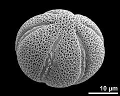 hydrated pollen, slightly oblique polar view