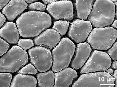 tetrads (forming pollinium)